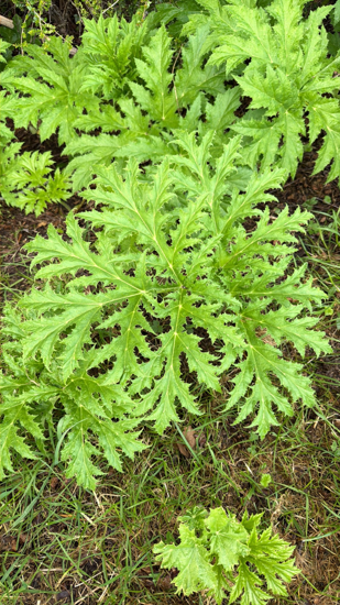 Giant Hogweed Otago Photo Kat Davidson