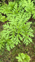 Giant Hogweed Otago Photo Kat Davidson