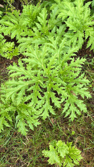 Are these pest plants lurking in your backyard?