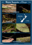 Stick Insects Of Otago PNG