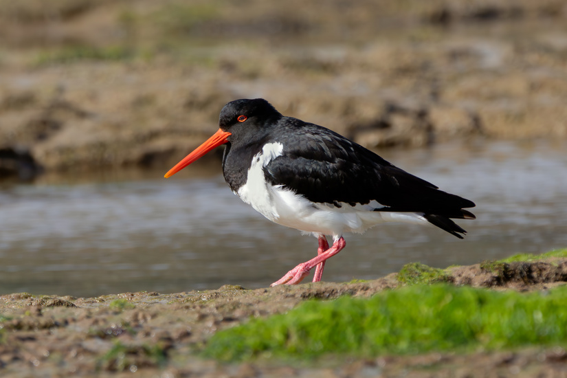 A South Island Oystercatcher, Or South Island Pied Oystercatcher (Haematopus Finschi), Looks For Food Near The Pacific Ocean Mouth Of The Tahakopa River Adobestock 752367524