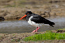 A South Island Oystercatcher, Or South Island Pied Oystercatcher (Haematopus Finschi), Looks For Food Near The Pacific Ocean Mouth Of The Tahakopa River Adobestock 752367524