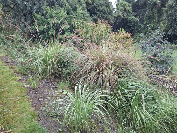 African Feather Grass 14 Photo Orc