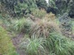 African Feather Grass 14 Photo Orc