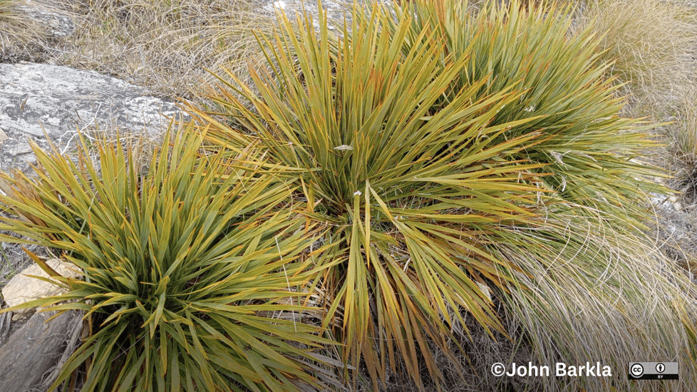 Golden Speargrass (Aciphylla Aurea) Some Rights Reserved (CC BY) By John Barkla