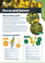 Cover Gorse And Broom Pest Fact Sheets A4 Aug 2026