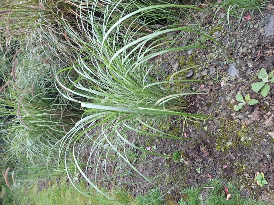 African Feather Grass 13 Photo Orc