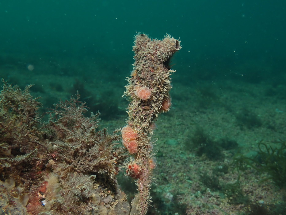 Clubbed tunicate