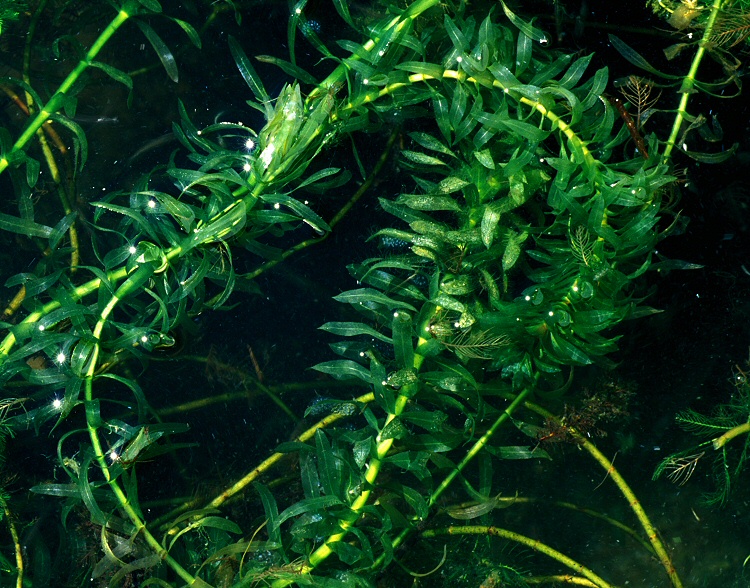 multiple stems of a long green plant