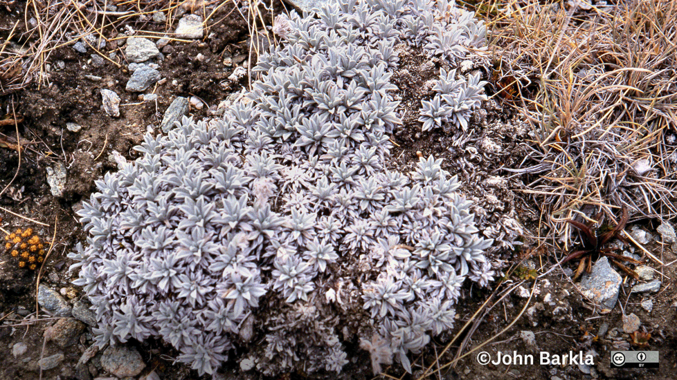 Myosotis Albosericea. Photo John Barkla (Some Rights Reserved)