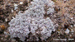 Myosotis Albosericea. Photo John Barkla (Some Rights Reserved)