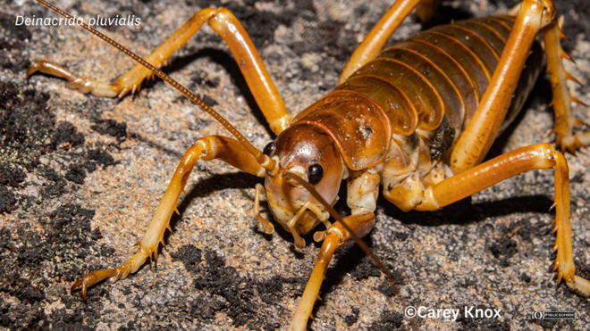 a large brown wētā crawling on a rock