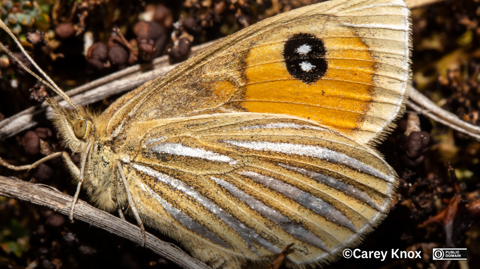 Argyrophenga Antipodum, A Species First Described From Specimens Collected In Otago Photo Carey Knox CC0
