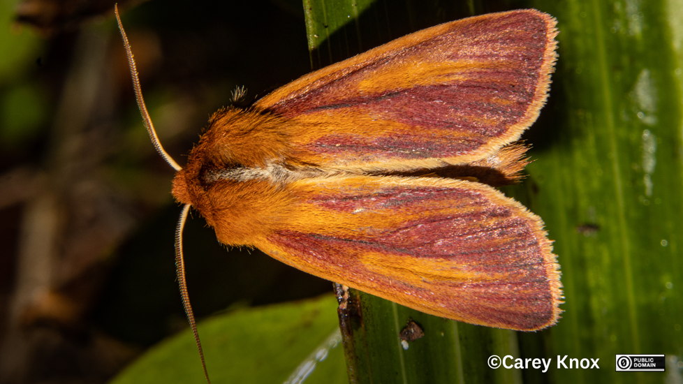 Moth Ichneutica Purdii Carey Knox CC0