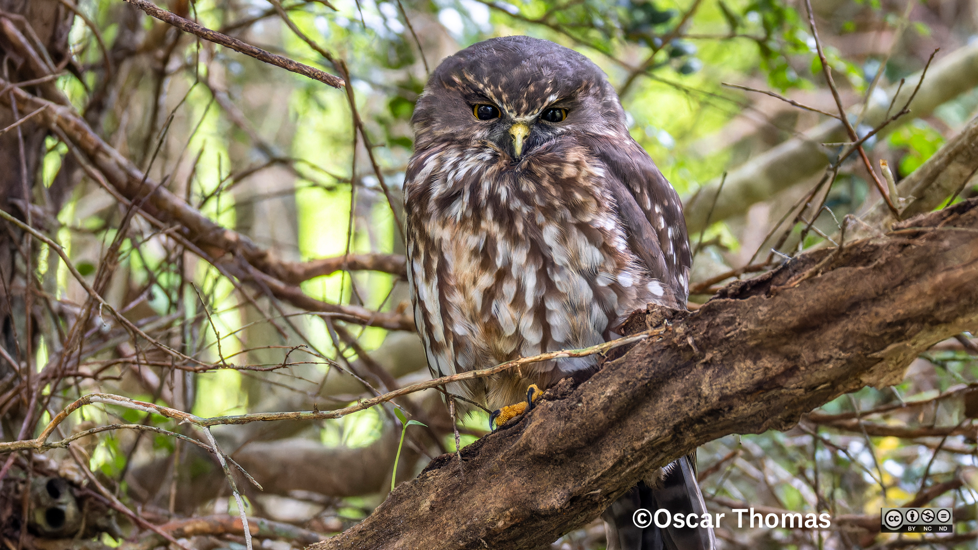 Morepork Ruru Photographer Oscar Thomas CC BY NC ND