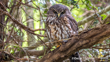 Morepork Ruru Photographer Oscar Thomas CC BY NC ND