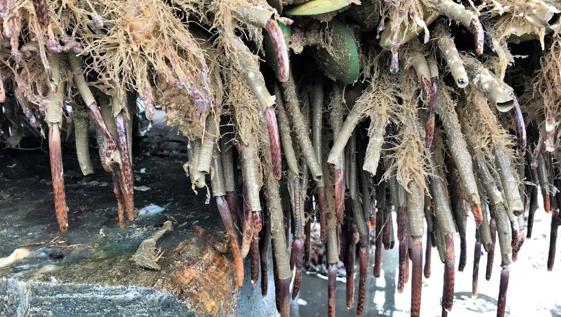 a bunch of Mediterranean fanworms hanging above water