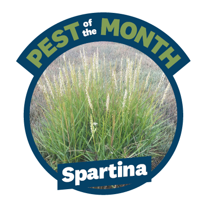 a plant in a circle with the words 'Pest of the Month' and 'Spartina' written on it