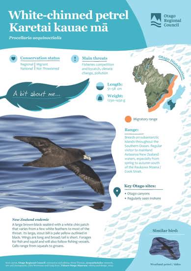 White Chinned Petrel Karetai Kauae Mā (1)