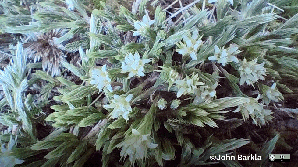 Kelleria Villosa Var. Barbata Photo John Barkla (Some Rights Reserved)