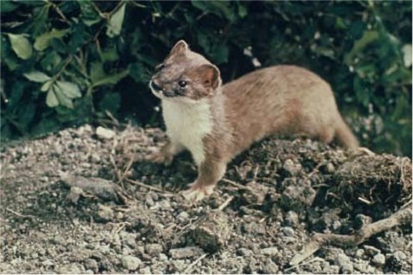 Stoat With Computer Stoats