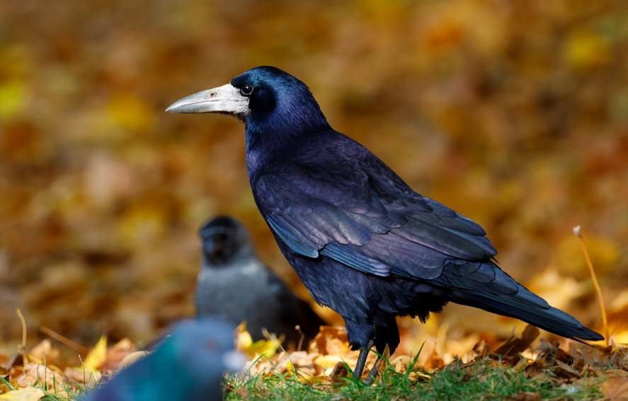 The Rooks (Corvus frugilegus) Information