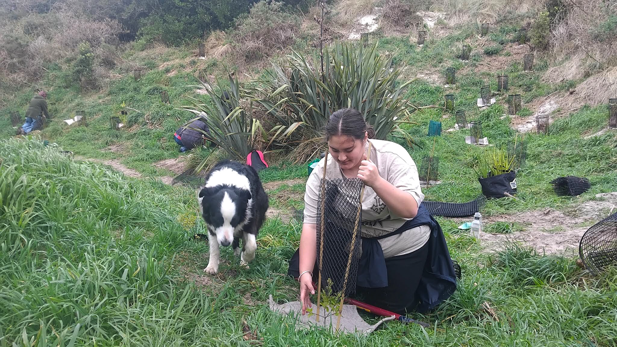 a person kneeling down in the grass planting a small tree next to a dog
