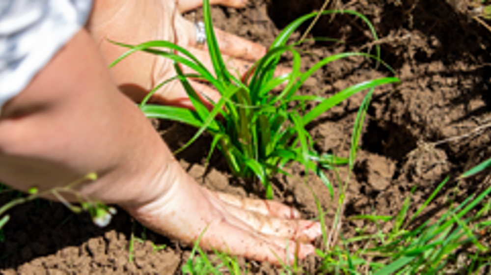 Apply For The ECO Fund Now