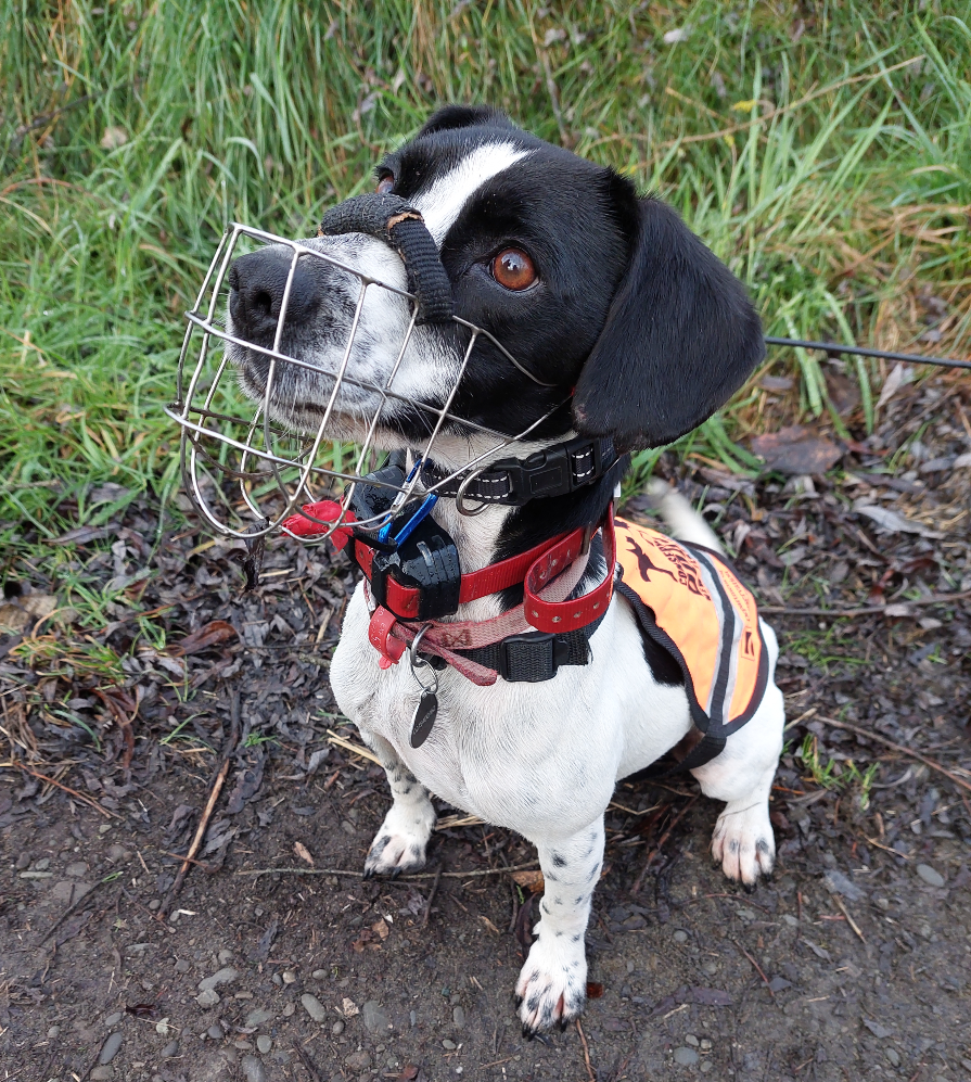 Toby, canine pest detective