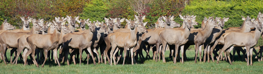 Deer at Black Forest Park, Outram, Dunedin - Phil Stewart, Deer Industry NZ