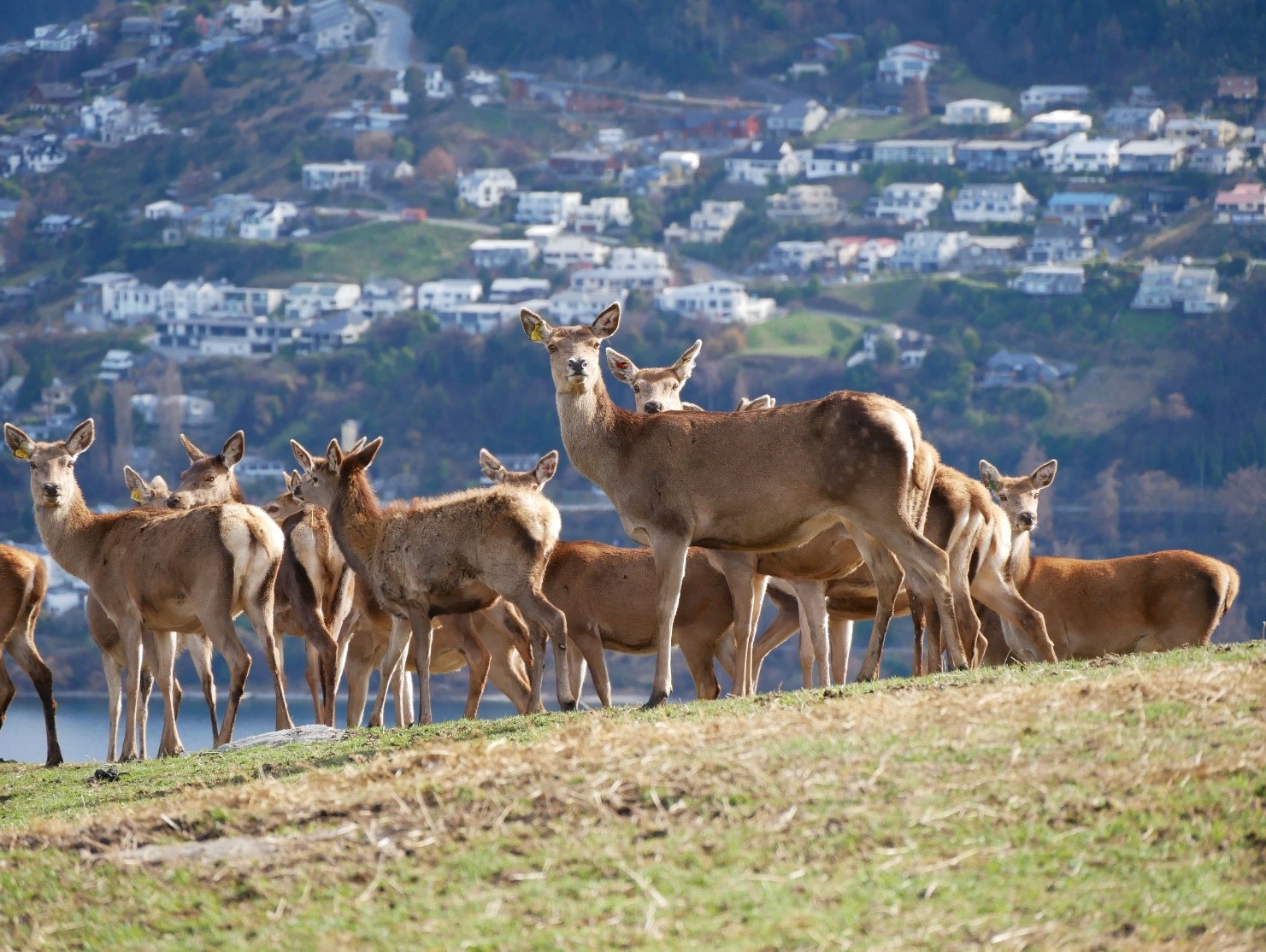 Deer at Deer Park Heights near Queenstown - Phil Stewart, Deer Industry NZ