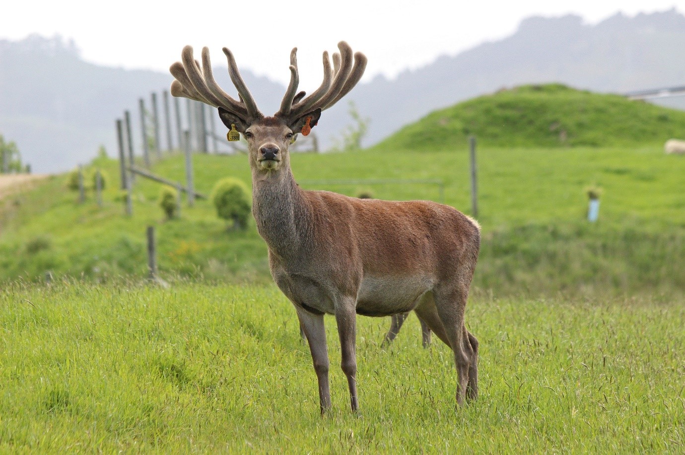 Stag at Saddle Hill, Dunedin, Phil Stewart - Deer Industry NZ