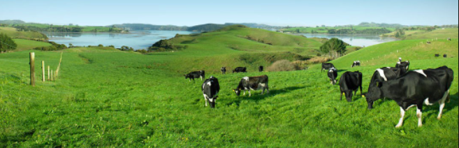 Cattle grazing in paddock