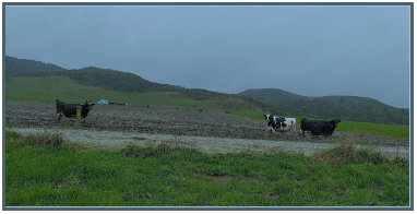 Cattle in paddock near waterway