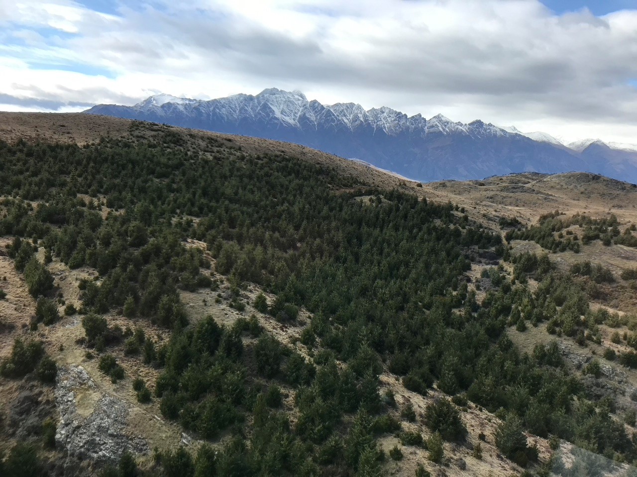 Queenstown Hill covered in wilding conifers