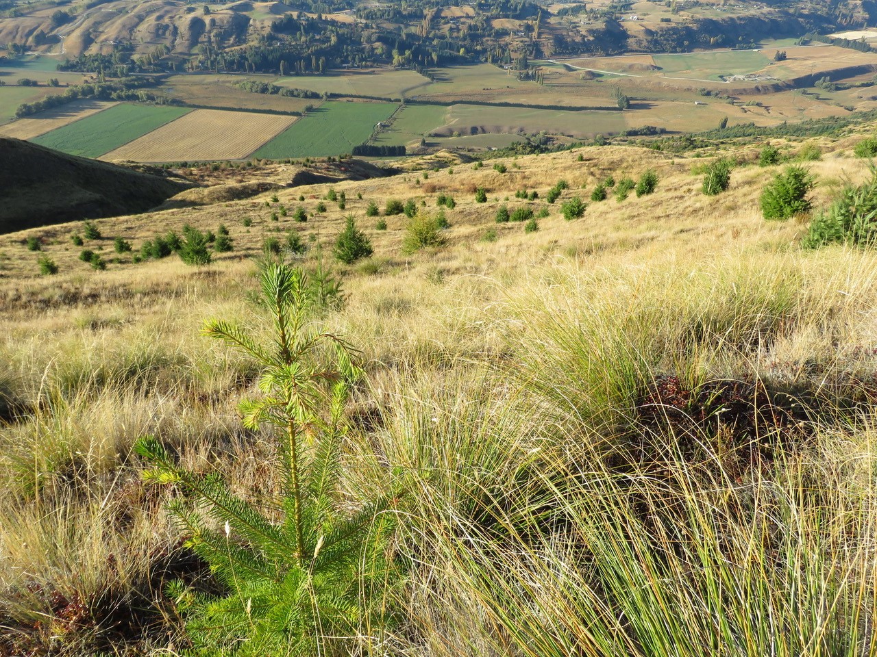 Coronet Peak