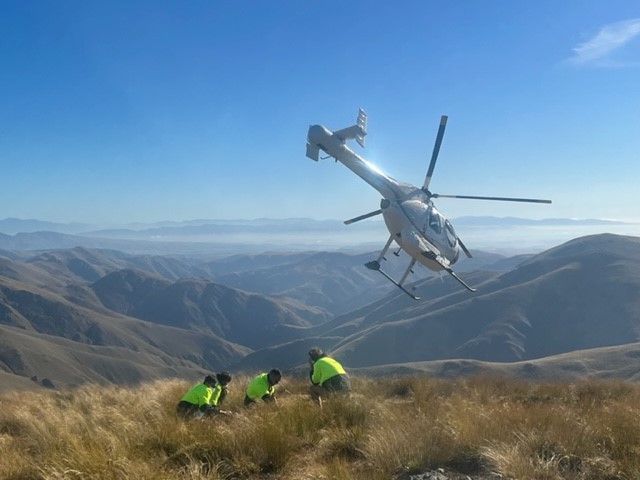 Wilding conifer control Kakanui