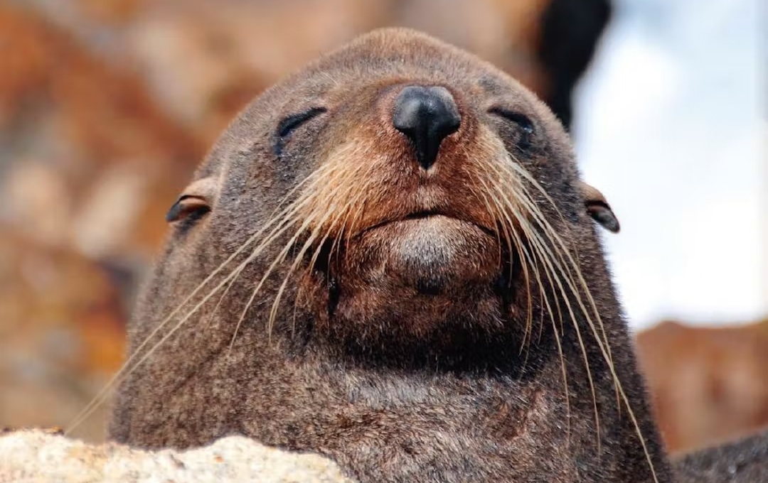 NZ Fur Seal