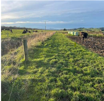 Vegetated buffer