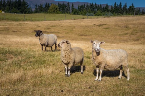 Sheep in dry paddock