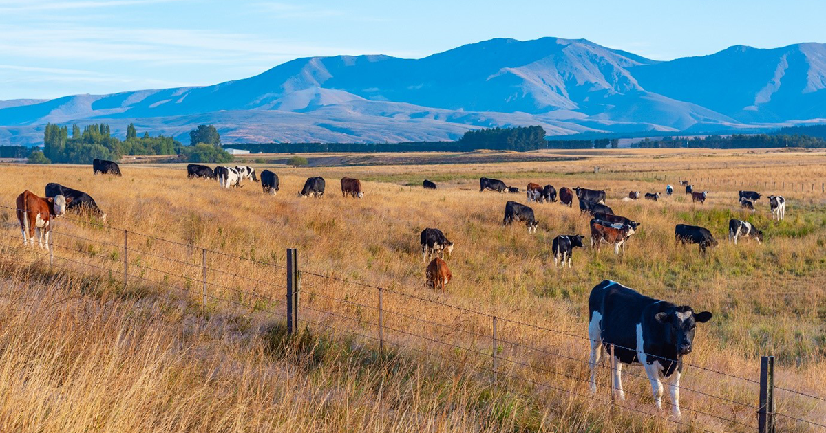 Cattle in dry Otago landscape