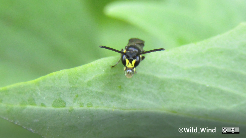 Male agile masked bee on leaf