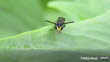 Male agile masked bee on leaf