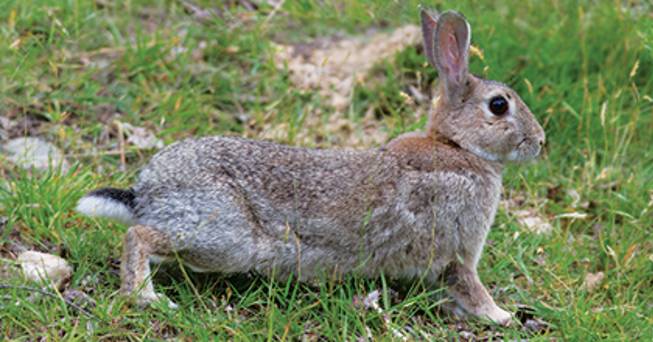 Rabbits | Otago Regional Council