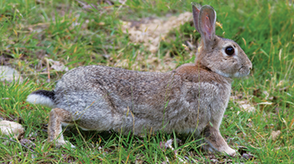 Oxnard Rabbit Rabbits | Otago Regional Council