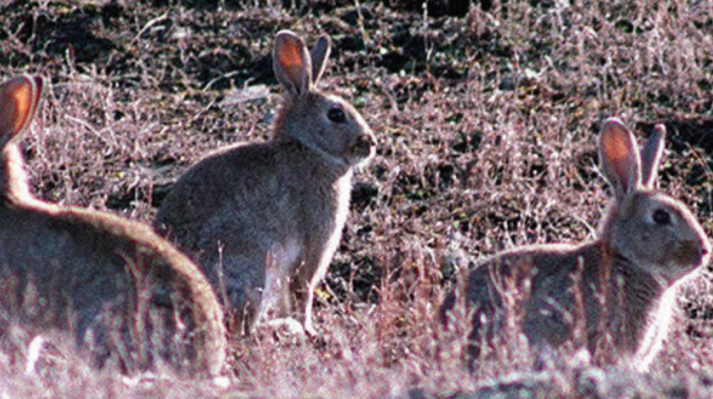 Communty Rabbit Rabbits | Otago Regional Council