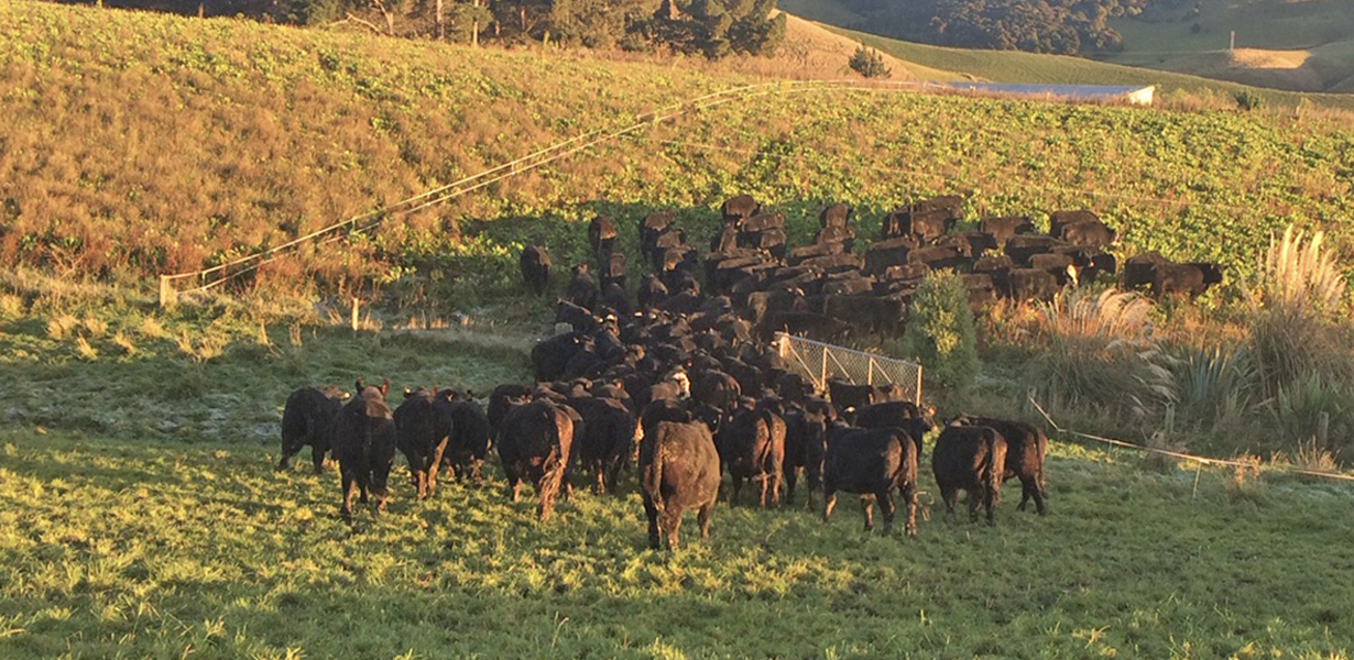 Cattle and forage crop