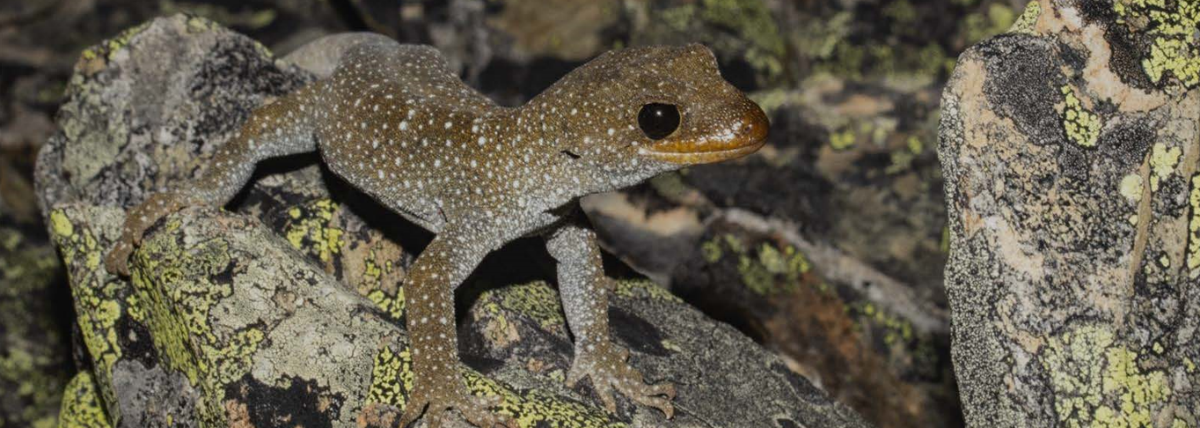 Hura te ao gecko (Mokopirirakau galaxias)