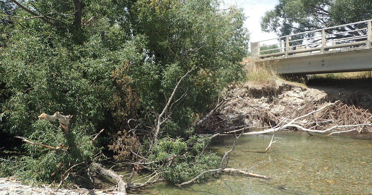 Willows and bridge