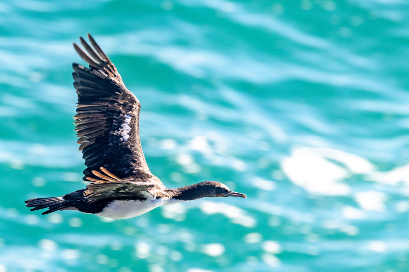 Otago Shag bird Endemic To New Zealand Adobestock 477069227